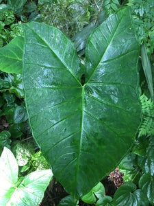 2 Organic Elephant Ear Alocasia Rhizomes Huge Landscape or Container Addition