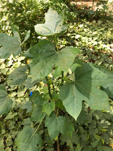 3 Organic Chaya Maple Variant Tree Spinach Cuttings • Cnidoscolus aconitifolius • Edible Perennial • Easy to Grow Garden or Indoor Container