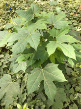 Load image into Gallery viewer, 3 Organic Chaya Maple Variant Tree Spinach Cuttings • Cnidoscolus aconitifolius • Edible Perennial • Easy to Grow Garden or Indoor Container
