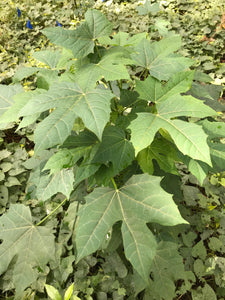 3 Organic Chaya Maple Variant Tree Spinach Cuttings • Cnidoscolus aconitifolius • Edible Perennial • Easy to Grow Garden or Indoor Container