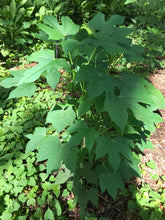 Load image into Gallery viewer, 3 Organic Chaya Maple Variant Tree Spinach Cuttings • Cnidoscolus aconitifolius • Edible Perennial • Easy to Grow Garden or Indoor Container
