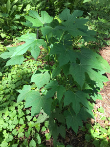 3 Organic Chaya Maple Variant Tree Spinach Cuttings • Cnidoscolus aconitifolius • Edible Perennial • Easy to Grow Garden or Indoor Container