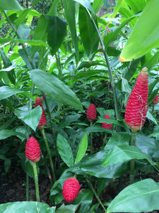 2 Organic Shampoo Ginger Rhizomes Awapuhi Pinecone Ginger Zingiber Zerumbet • Easy To Grow Flowering Medicinal Perennial Garden or Container