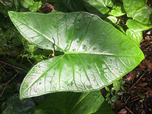 2 Organic Elephant Ear Alocasia Rhizomes Huge Landscape or Container Addition