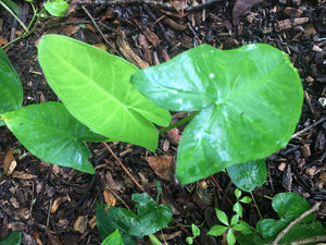 2 Organic Elephant Ear Alocasia Rhizomes Huge Landscape or Container Addition