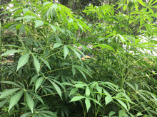 Load image into Gallery viewer, 3 Organic Sweet Yuca Cassava Cuttings Manihot esculenta • Edible Tuber &amp; Leaves • Easy to Grow Perennial Garden or Container
