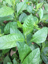 Load image into Gallery viewer, 3 Longevity Spinach Cuttings Gynura procumbens Organic
