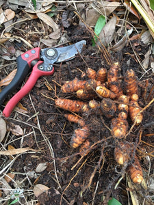 2 Turmeric Rhizomes Curcuma longa • Organic Edible Perennial • Easy to Grow Superfood Spice in Garden or Container • Curcumin