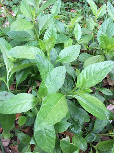 3 Longevity Spinach Cuttings Gynura procumbens Organic