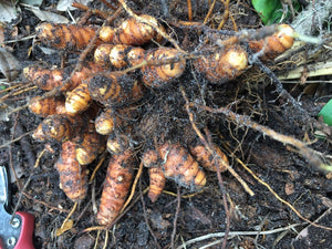 2 Turmeric Rhizomes Curcuma longa • Organic Edible Perennial • Easy to Grow Superfood Spice in Garden or Container • Curcumin