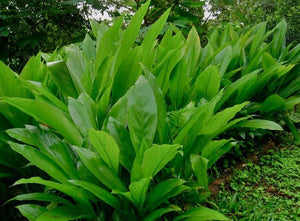 2 Turmeric Rhizomes Curcuma longa • Organic Edible Perennial • Easy to Grow Superfood Spice in Garden or Container • Curcumin