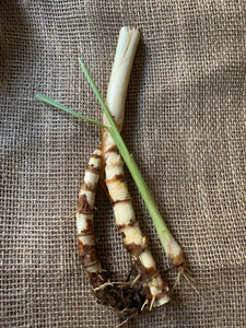 3 Organic Bare Rooted Lemongrass Plants Cymbopogon citratus • Edible Culinary Perennial • Easy to Grow in Garden or Indoor Container