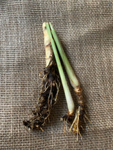 Load image into Gallery viewer, 3 Organic Bare Rooted Lemongrass Plants Cymbopogon citratus • Edible Culinary Perennial • Easy to Grow in Garden or Indoor Container
