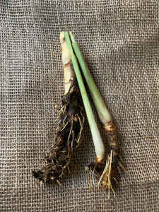 3 Organic Bare Rooted Lemongrass Plants Cymbopogon citratus • Edible Culinary Perennial • Easy to Grow in Garden or Indoor Container