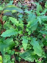 Load image into Gallery viewer, Organic Wild Lettuce Lactuca Virosa 1 Rooted Plant in 3” bag
