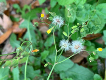 Load image into Gallery viewer, Organic Wild Lettuce Lactuca Virosa 1 Rooted Plant in 3” bag
