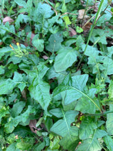 Load image into Gallery viewer, Organic Wild Lettuce Lactuca Virosa 1 Rooted Plant in 3” bag
