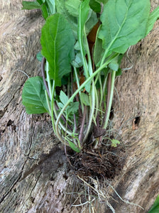 Organic Wild Lettuce Lactuca Virosa 1 Rooted Plant in 3” bag