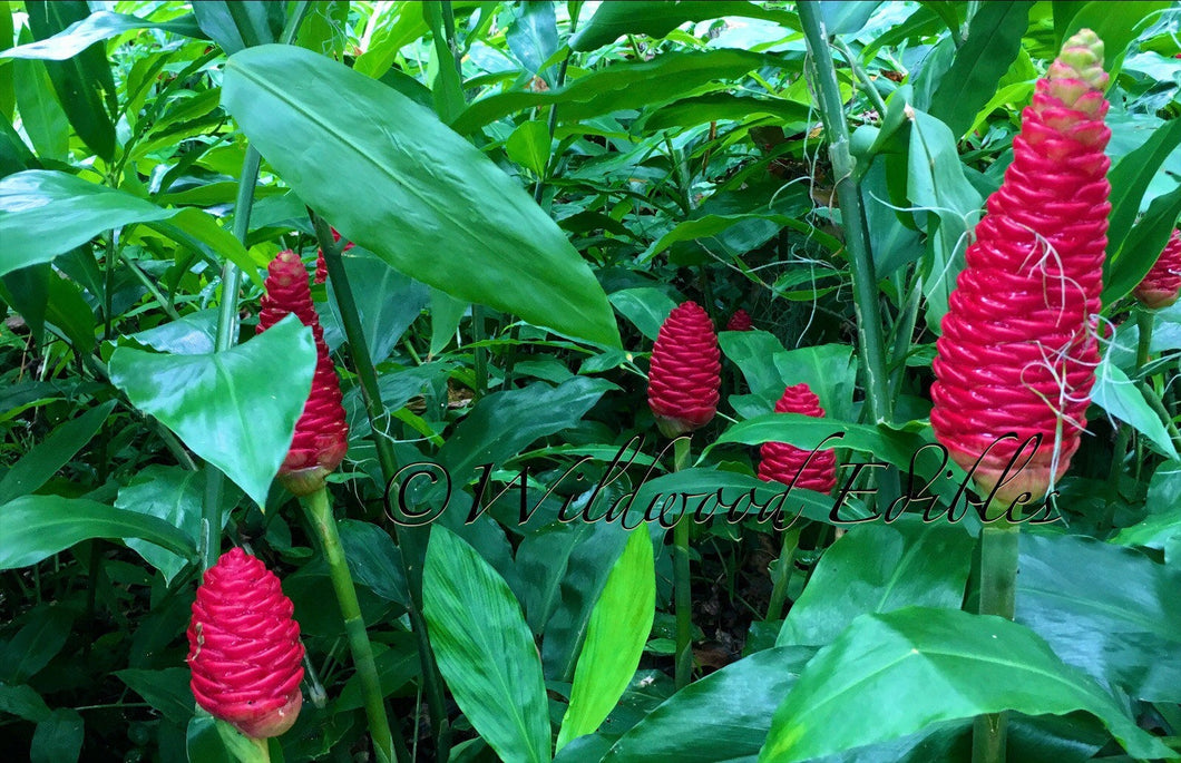 2 Organic Shampoo Ginger Rhizomes Awapuhi Pinecone Ginger Zingiber Zerumbet • Easy To Grow Flowering Medicinal Perennial Garden or Container