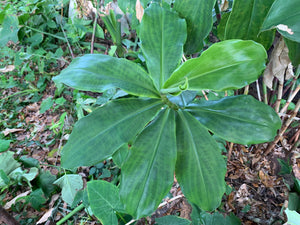 2 Organic Spiral Ginger Rhizomes Red Tower Costus barbatus Edible Perennial, Easy to Grow in Garden or Container