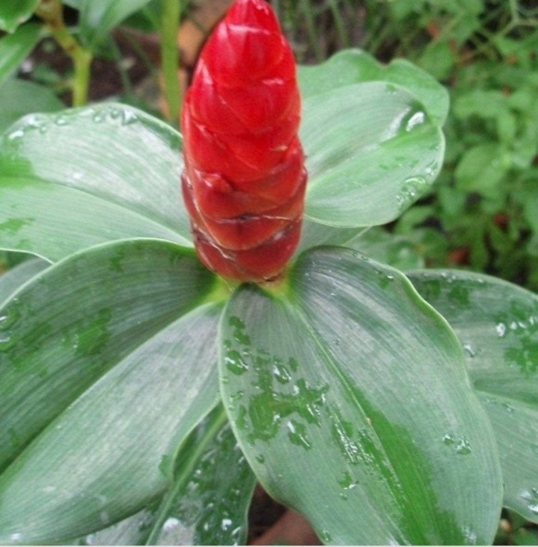 2 Organic Spiral Ginger Rhizomes Red Tower Costus barbatus Edible Perennial, Easy to Grow in Garden or Container
