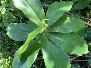 2 Organic Spiral Ginger Rhizomes Red Tower Costus barbatus Edible Perennial, Easy to Grow in Garden or Container
