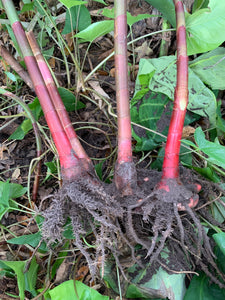 2 Organic Spiral Ginger Rhizomes Red Tower Costus barbatus Edible Perennial, Easy to Grow in Garden or Container