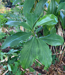 2 Organic Spiral Ginger Rhizomes Red Tower Costus barbatus Edible Perennial, Easy to Grow in Garden or Container