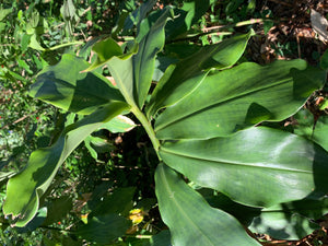 2 Organic Spiral Ginger Rhizomes Red Tower Costus barbatus Edible Perennial, Easy to Grow in Garden or Container
