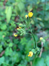 Load image into Gallery viewer, Organic Wild Lettuce Lactuca Virosa 1 Rooted Plant in 3” bag
