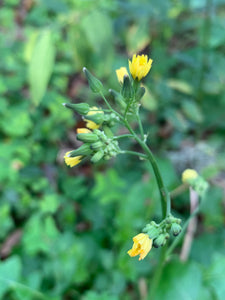 Organic Wild Lettuce Lactuca Virosa 1 Rooted Plant in 3” bag