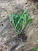 Load image into Gallery viewer, Organic Wild Lettuce Lactuca Virosa 1 Rooted Plant in 3” bag
