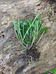 Organic Wild Lettuce Lactuca Virosa 1 Rooted Plant in 3” bag