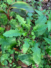 Load image into Gallery viewer, Organic Wild Lettuce Lactuca Virosa 1 Rooted Plant in 3” bag
