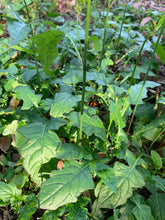 Load image into Gallery viewer, Organic Wild Lettuce Lactuca Virosa 1 Rooted Plant in 3” bag
