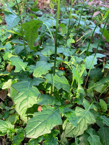 Organic Wild Lettuce Lactuca Virosa 1 Rooted Plant in 3” bag