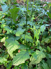 Load image into Gallery viewer, Organic Wild Lettuce Lactuca Virosa 1 Rooted Plant in 3” bag
