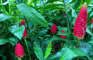 3 Organic Awapuhi FLOWERS • Ships Aug-Oct • Shampoo Ginger • Beautiful Floral Arrangement • Medicinal Juice Lovely Fragrance for Hair/Skin