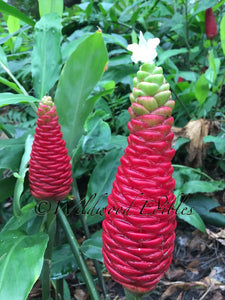 2 Organic Shampoo Ginger Rhizomes Awapuhi Pinecone Ginger Zingiber Zerumbet • Easy To Grow Flowering Medicinal Perennial Garden or Container