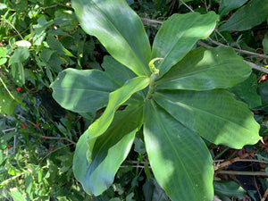 2 Organic Spiral Ginger Rhizomes Red Tower Costus barbatus Edible Perennial, Easy to Grow in Garden or Container